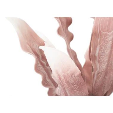 ALOE ROSA Ø 30X98 10 cm